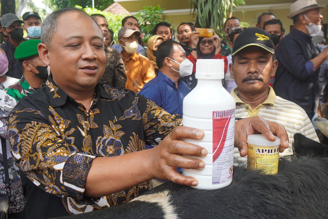 Cara Mudah Menangani Penyakit Lato-Lato atau Cacar Sapi ala Dokter Indro Cahyono