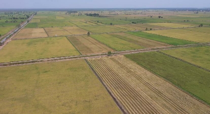 Ekonom Nilai Pemindahan Proyek Food Estate ke Papua Berpotensi Menimbulkan Masalah Baru