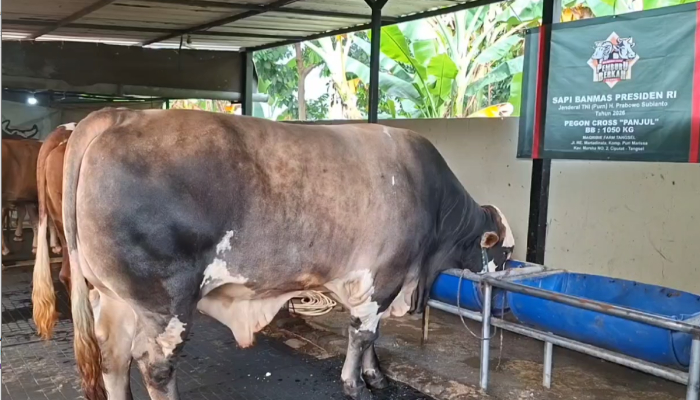 Kenalan dengan Panjul, Sapi Kurban Prabowo yang Dibeli dari Peternak Asal Ciputat
