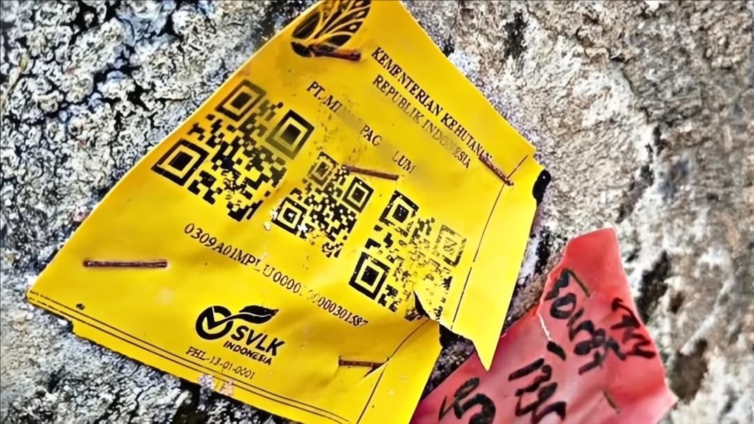 Viral Ribuan Kayu Gelondongan Berlabel Kemenhut Terdampar di Pesisir Lampung: Ada Tulisan 'SVLK Indonesia'