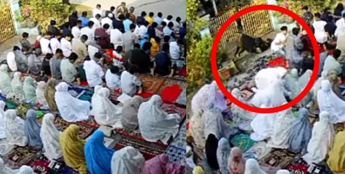 Viral Sapi Ngamuk Terobos Shaf Jemaah Salat Idul Adha, Orang-orang Panik saat Rakaat Terakhir