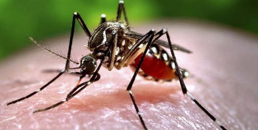 Waspada! Kabupaten/Kota Ini Paling Banyak Kasus DBD