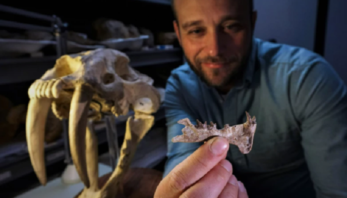 Wow! Ditemukan Fosil dari Salah Satu Mamalia Bergigi Pedang Pertama di Dunia