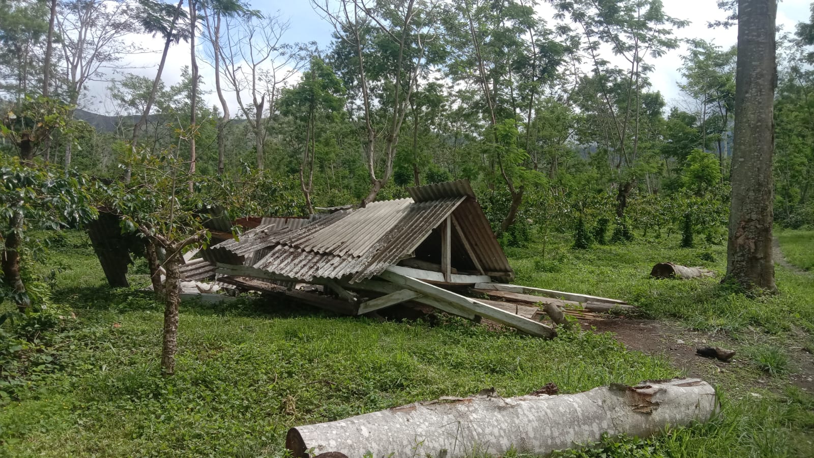 3.500 Pekerja Terdampak Pengrusakan Kebun Ijen, PTPN I Regional 5 Dukung Penegakan Hukum