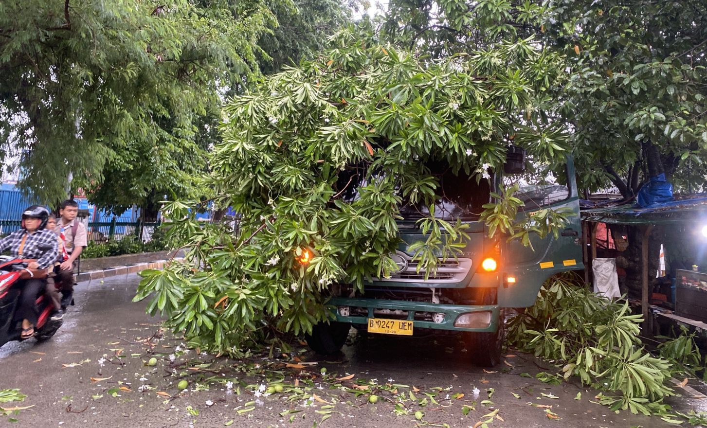 Brak! Pohon Bintaro Tumbang Timpa Truk Kontainer di Ancol