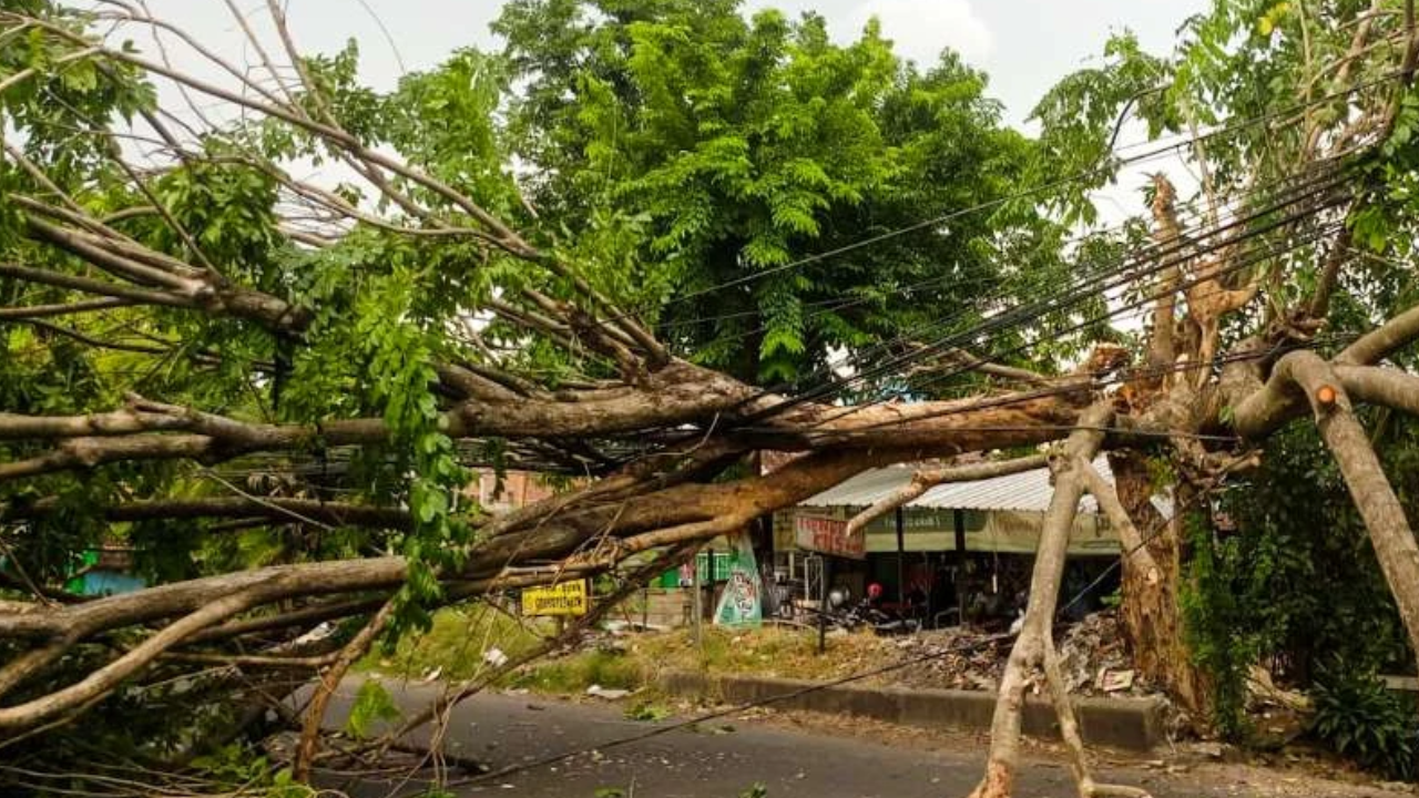 Sidoarjo Dilanda Hujan Es dan Angin Kencang, Banyak Pohon Tumbang hingga Tiang Listrik Ambruk