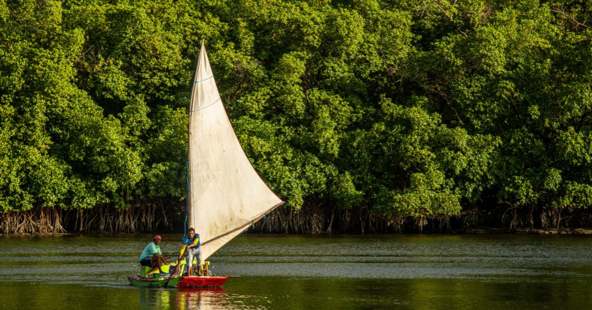 Tanggal 26 Juli 2025 Memperingati Hari Mangrove Sedunia, Begini Sejarah dan Peran Sang Benteng Pesisir
