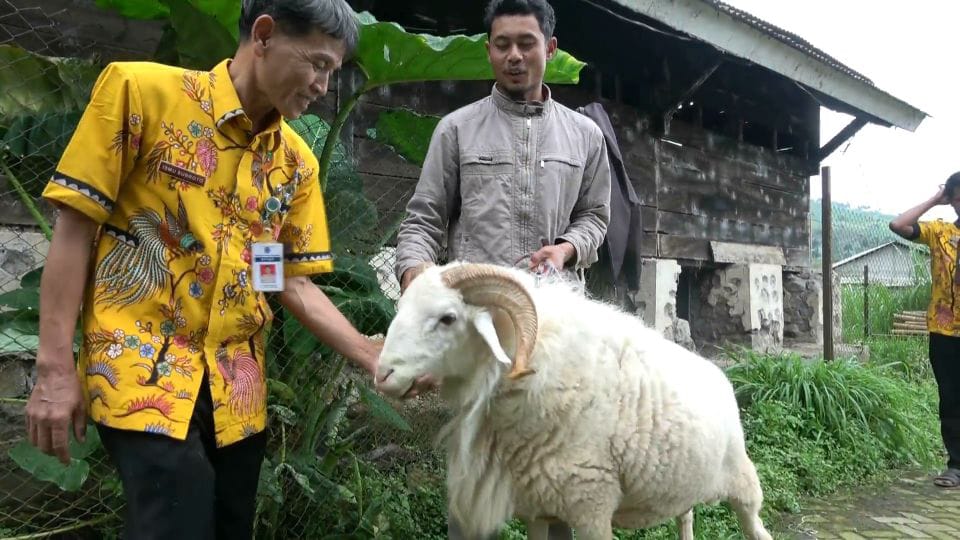 Domba Berbobot 1 Kuintal dengan Tubuh Bongsor, Cek Harganya 