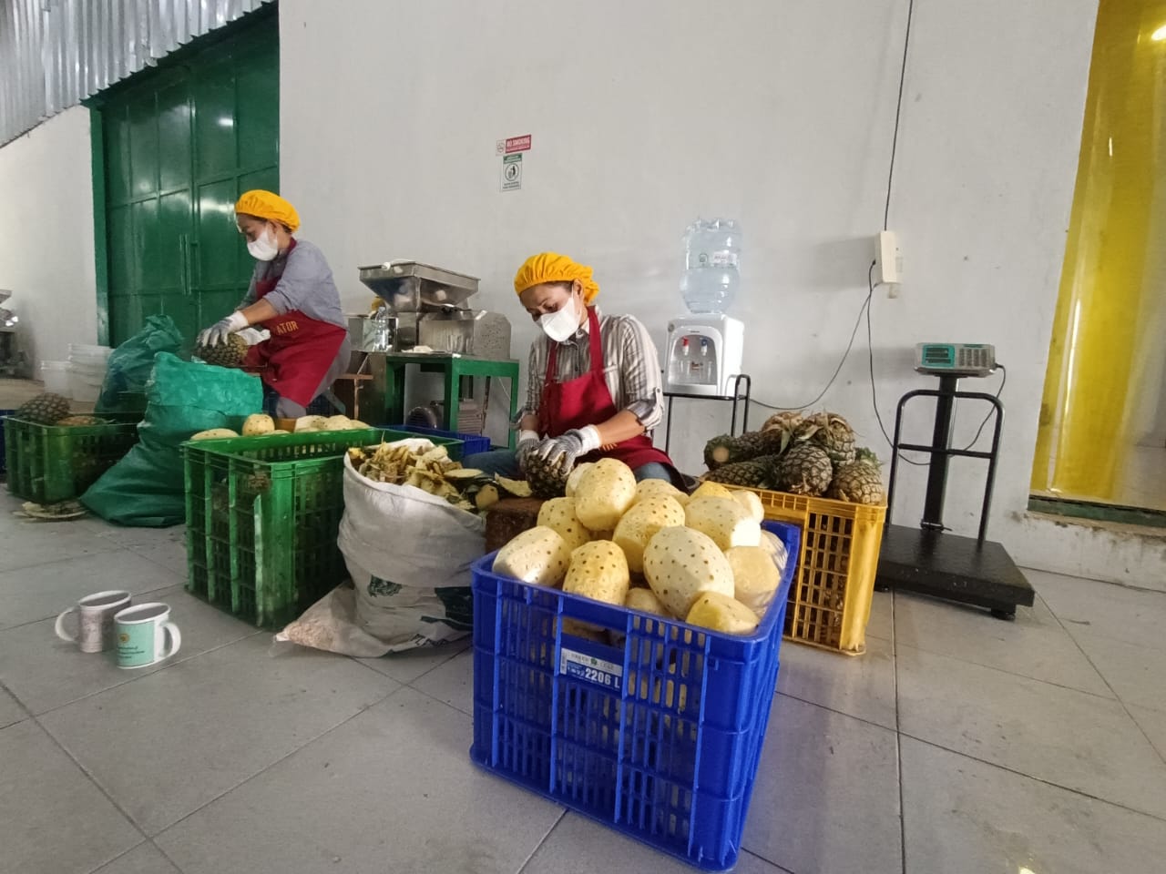 Dompet Dhuafa Resmikan Industri Komunal Nanas Subang, Siap Serap Ribuan Penerima Manfaat