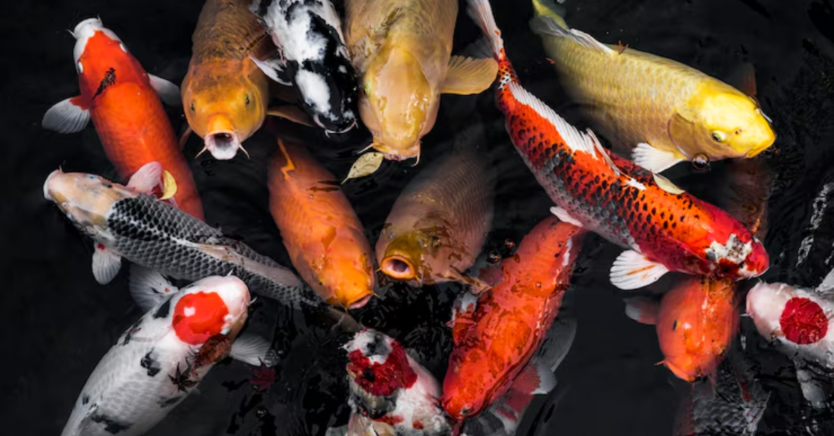 Mengenal Ikan Koi Slayer: Jenis, Ciri, dan Keunggulannya