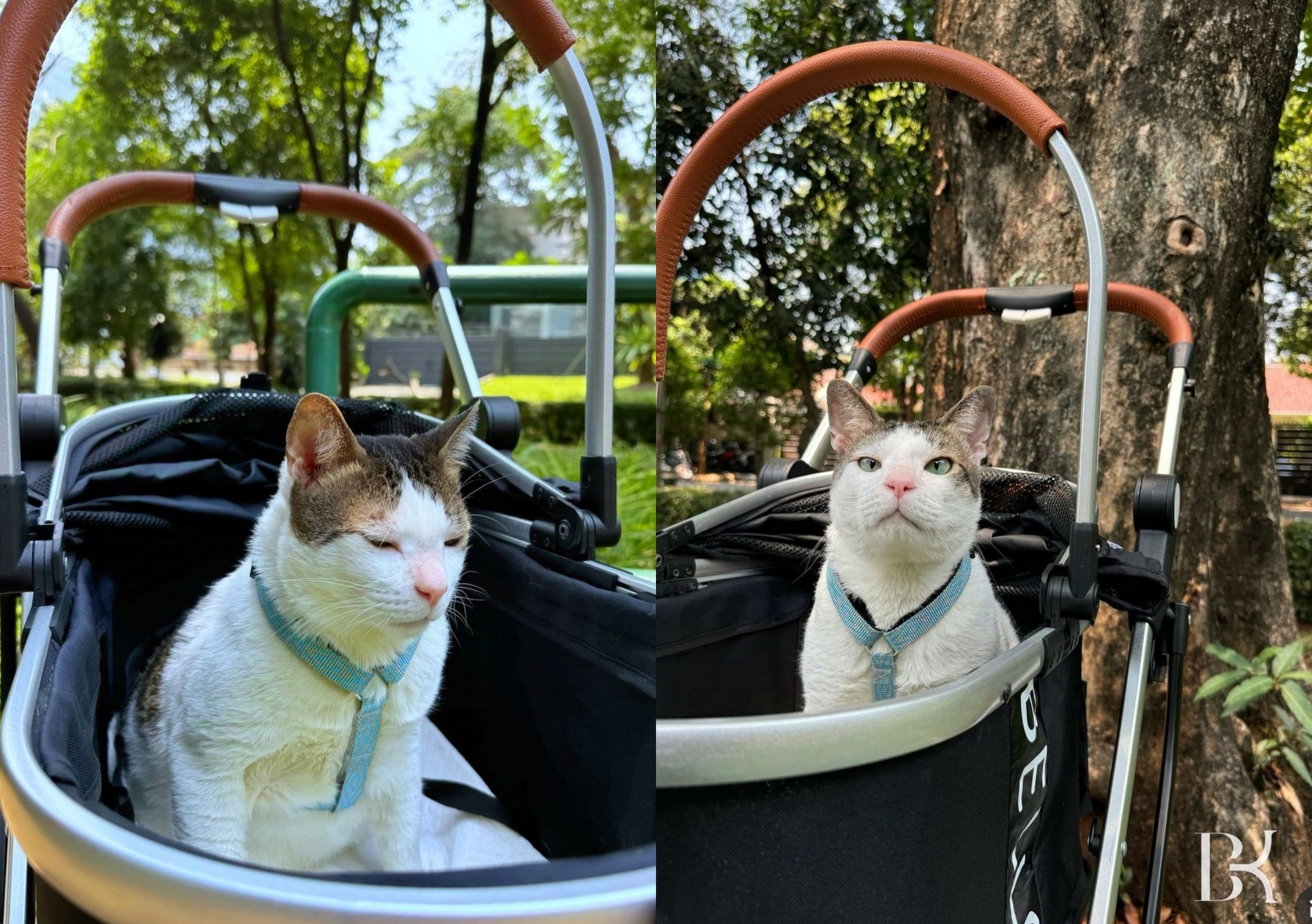 Cat Lovers! Prabowo Boyong Bobby Kertanegara Pakai Stroller, Kucing Kesayangan Jadi Penghuni Istana