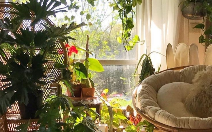 Bikin Rumah Rimbun dengan Koleksi Tanaman Mini Estetik
