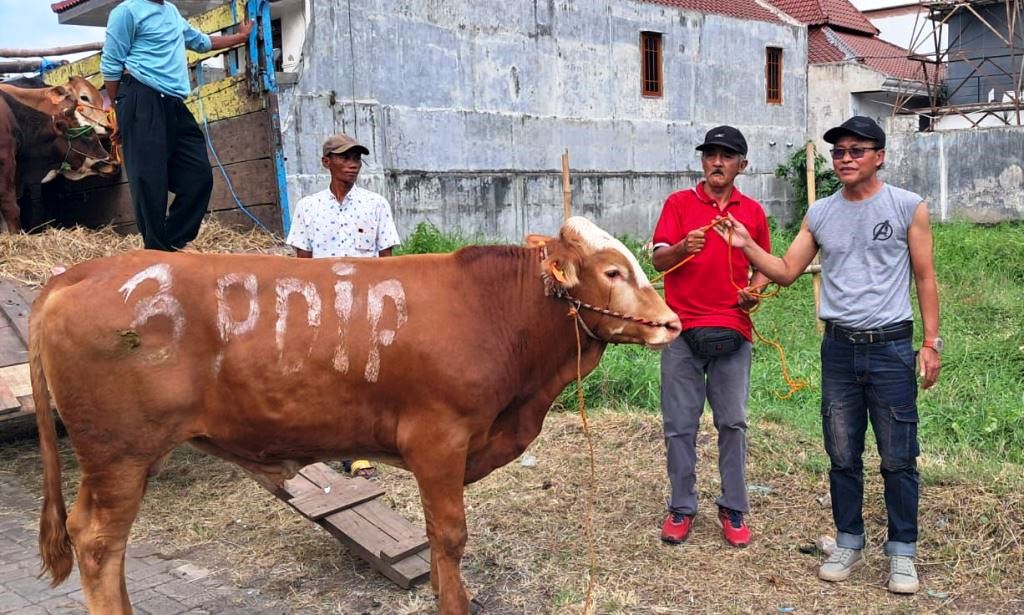 Semangat Pengorbanan dan Kebersamaan, PDIP Jatim Bagikan 468 Sapi Kurban