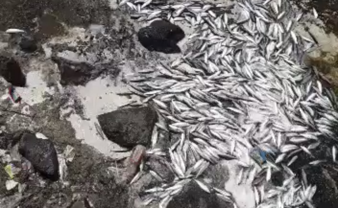 Viral! Ribuan Ikan Naik ke Daratan di Kepulauan Seribu, Begini Tanggapan BMKG