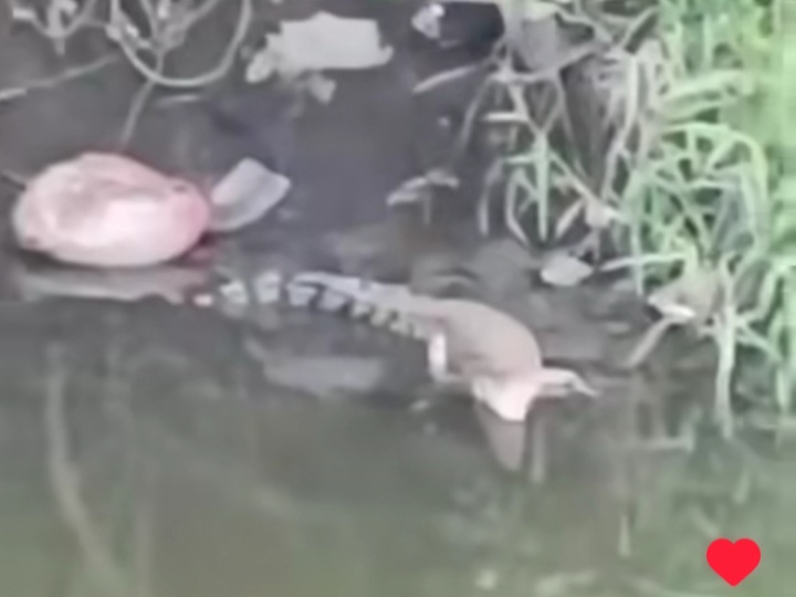 Buaya di Dekat Kampus UINSA 2 Bikin Heboh Warga, BPBD: Habitat Aslinya di Sini