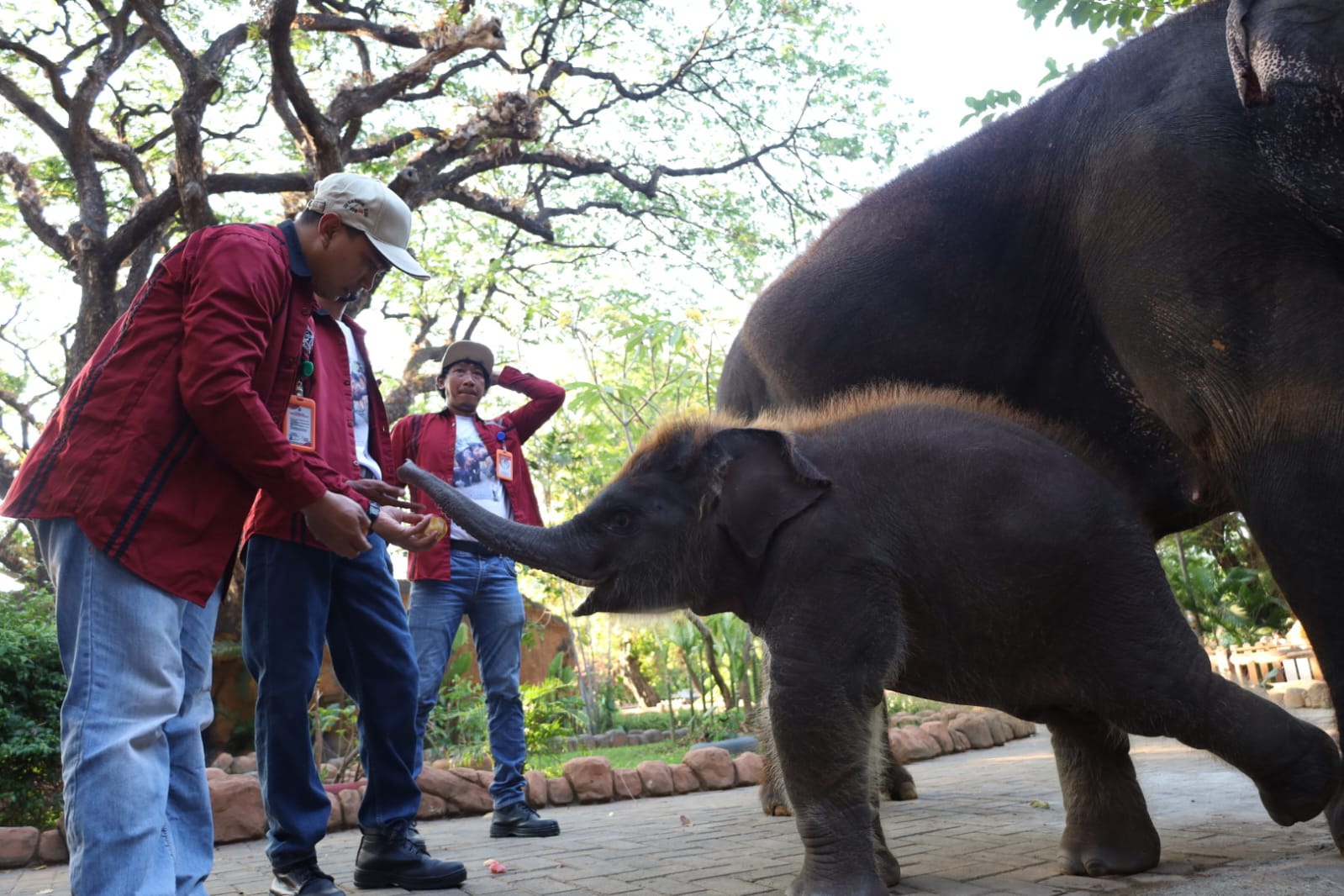 Kenalkan si Rocky Balboa, Anak Gajah Sumatera Penghuni Baru KBS 