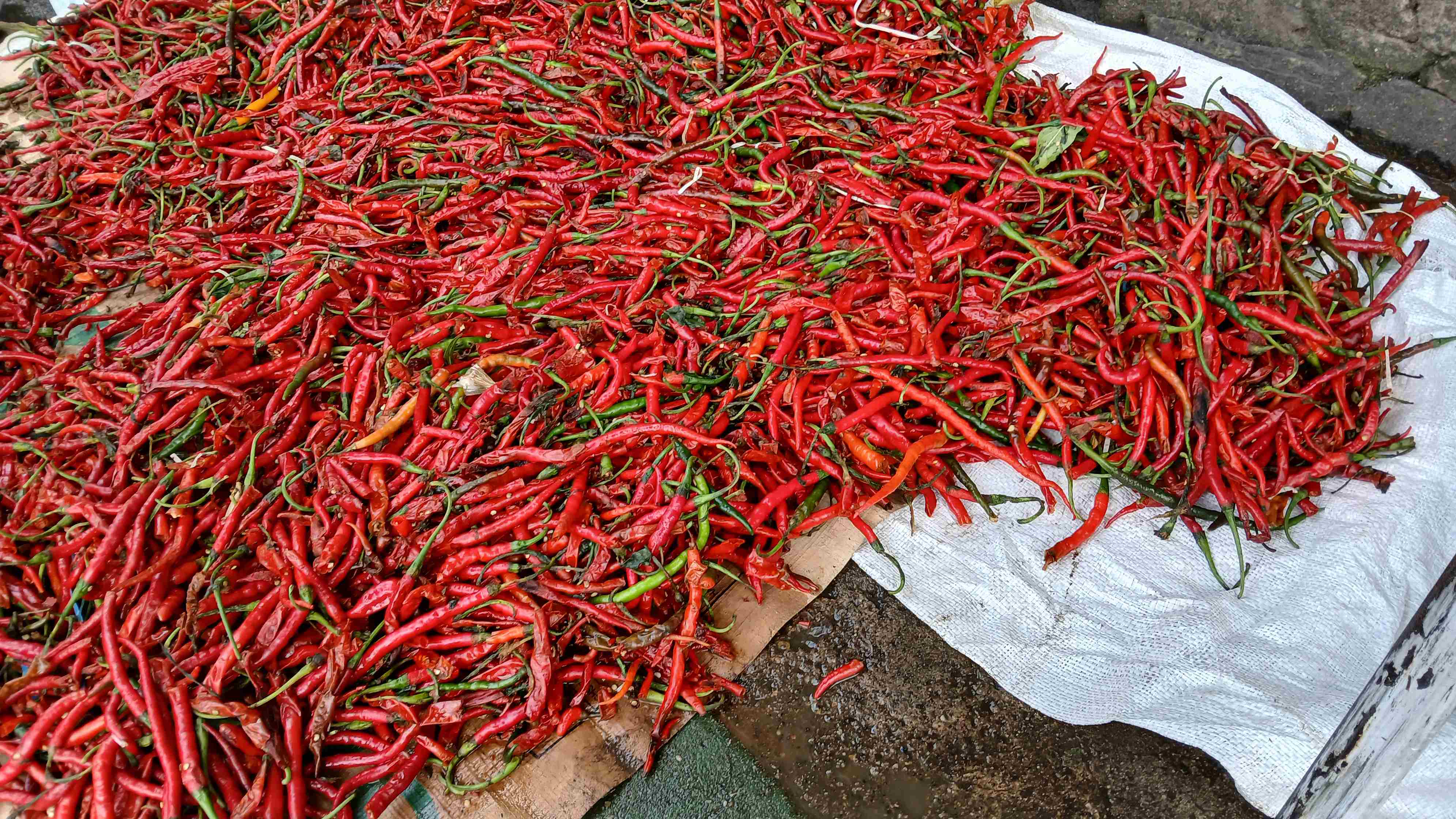 Pedagang Keluhkan Kualitas Cabai Dari Aceh: Lembek dan Kurang Baik 