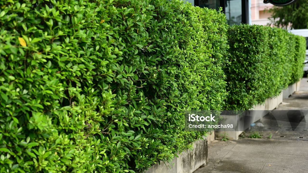 Daftar 10 Tanaman Pagar Hidup yang Cantik, Rindang, dan Mudah Dirawat