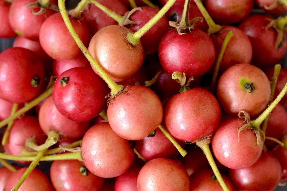 Buah Kersen Simpan 7 Khasiat untuk Tubuh yang Jarang Diketahui