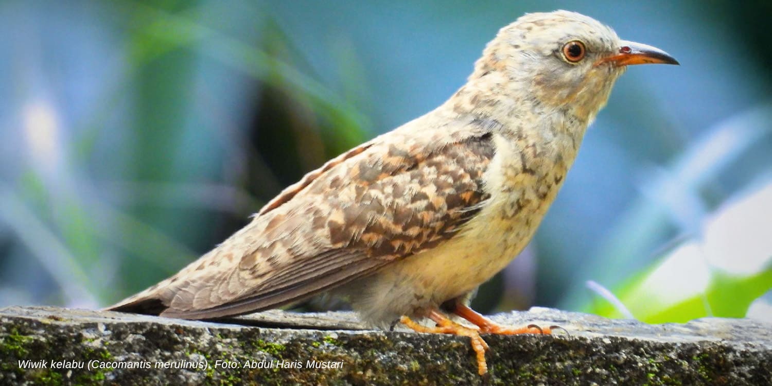 Mengenal Keunikan Burung Wiwik Kelabu, Sering Jadi Mitos Tanda Kematian