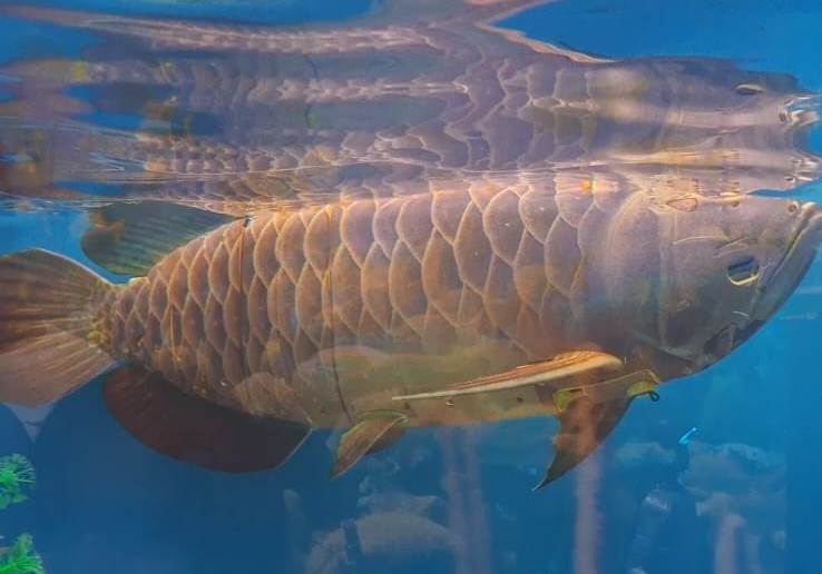 Harian Disway di China International Press Communication Center (CIPCC) (56): Lalat dan Ikan pun Robot