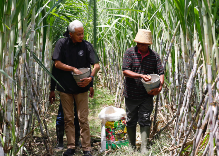 Keluhan Petani Tebu Nganjuk ke Ganjar: Kita Produksi Gula, Kok Masih Impor?