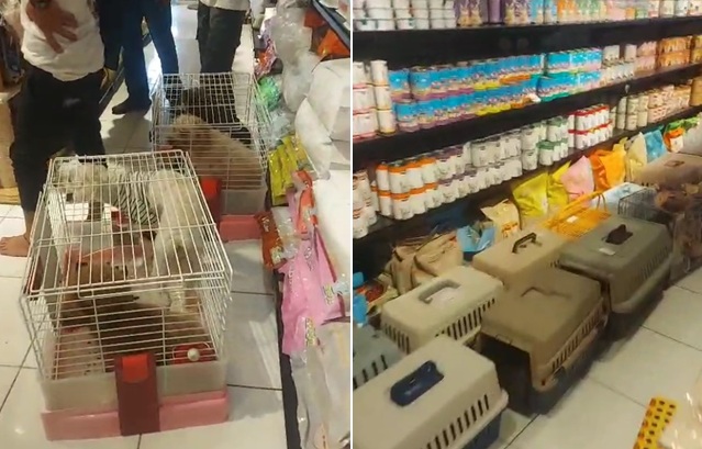 Detik-Detik Momen Penyelamatan Belasan Anjing dan Kucing dari Kebakaran Oseng Endok Depok Milik Selebgram