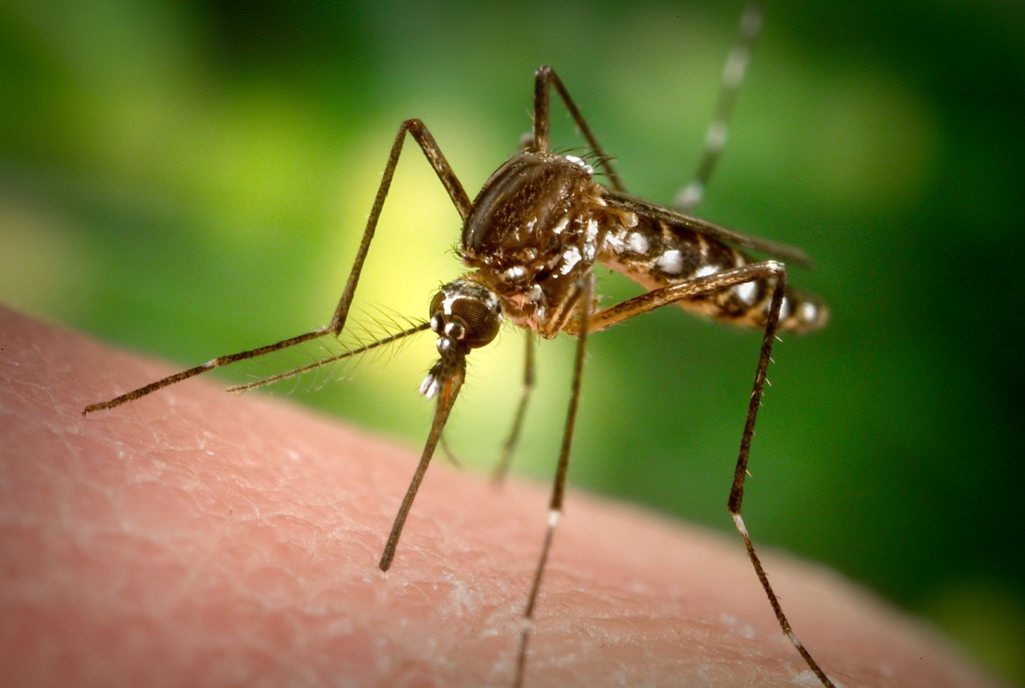 El Nino Picu Suhu Panas dan Kering, Tingkatkan Resiko Demam Berdarah dan Chikungunya 