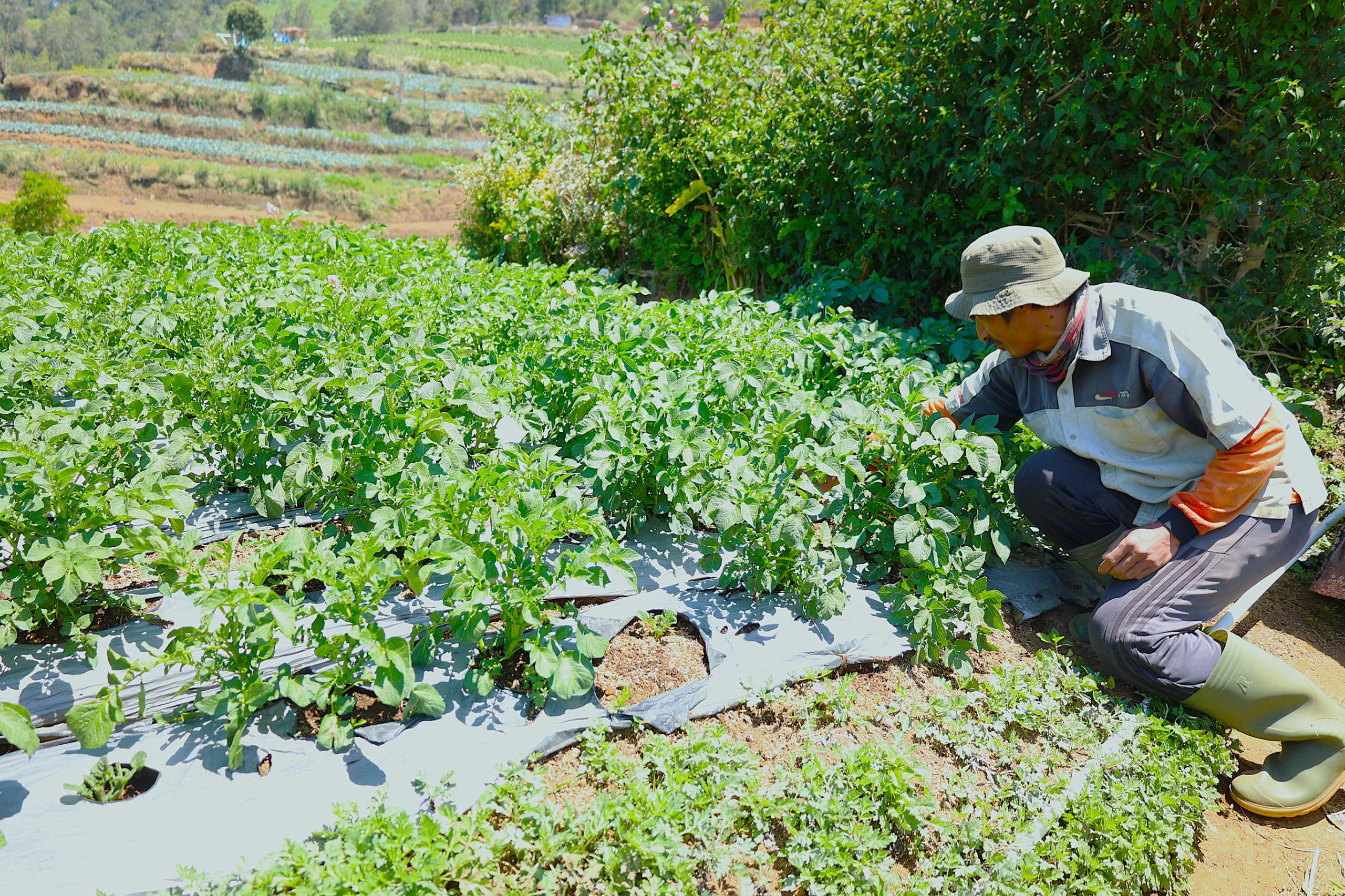 LPDB-KUMKM Tingkatkan Produktivitas Petani Kentang Dieng Melalui Koperasi