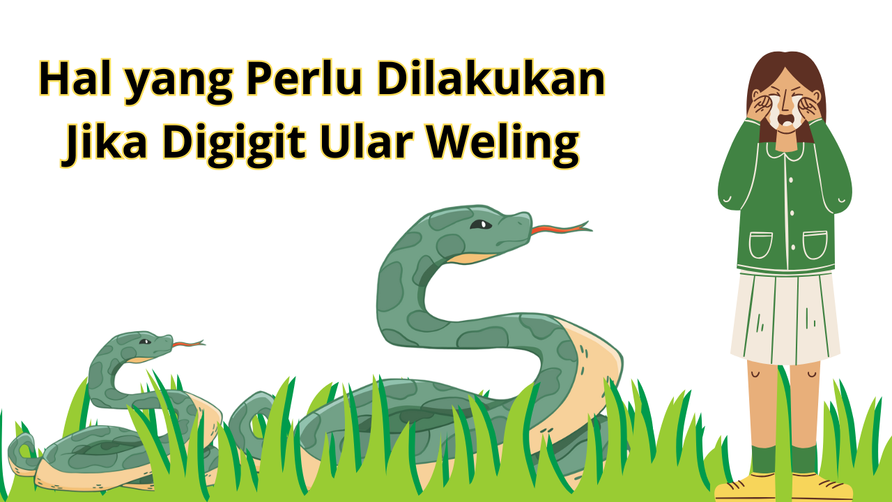6 Hal yang Perlu Dilakukan Jika Digigit Ular Weling agar Racun Tidak Menyebar, Jangan Disepelekan!