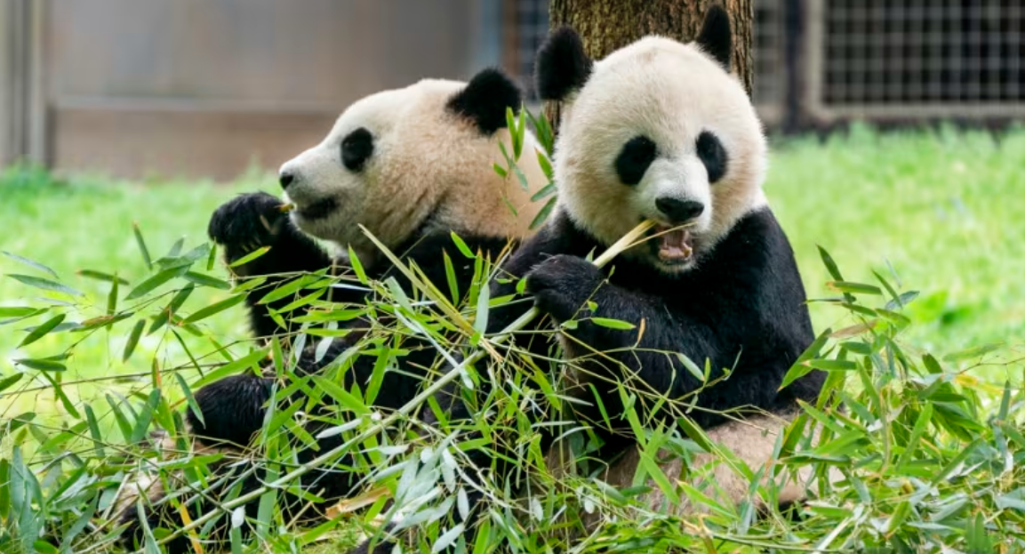 Kebun Binatang Amerika Serikat Datangkan Dua Panda dari Tiongkok