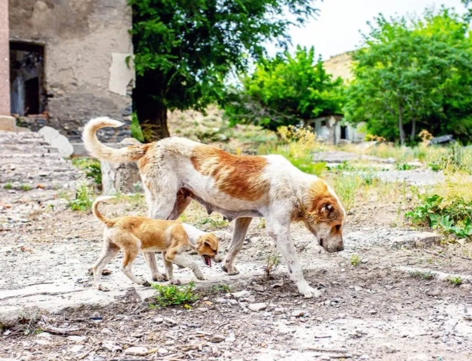 Anjing Chernobyl Bertahan Hidup dari Nuklir Terbesar di Dunia, Berevolusi Imbas Radiasi