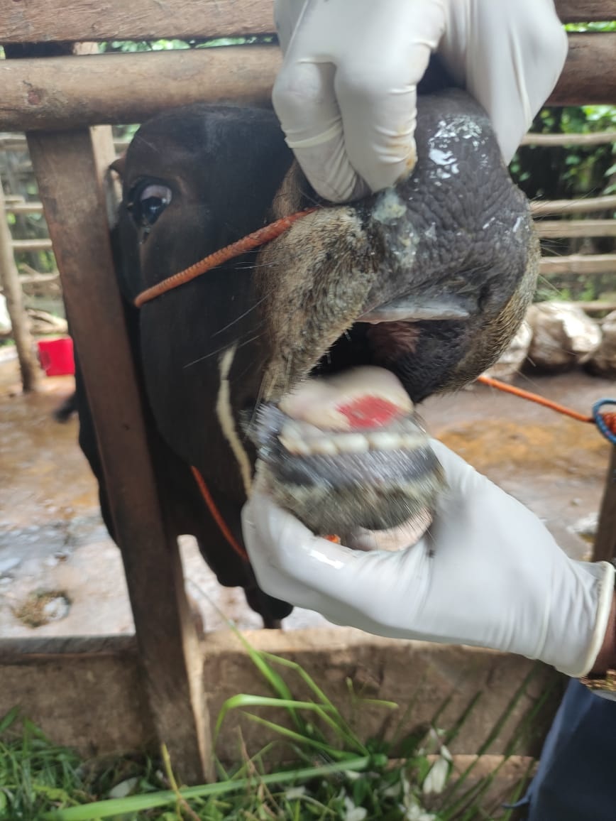 Dua Sapi Positif PMK, Berasal dari Muaro Jambi dan Tanjabbar