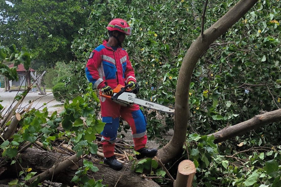 Angin Kencang, Pohon Angsana dan Bintaro di Jakarta Utara Tumbang