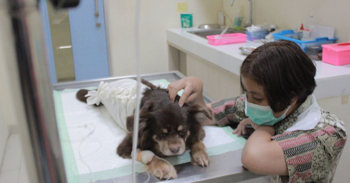 Rumah Sakit Hewan Unair Siagakan Layanan saat Libur Lebaran, Kasus Diare dan Muntaber Mendominasi 