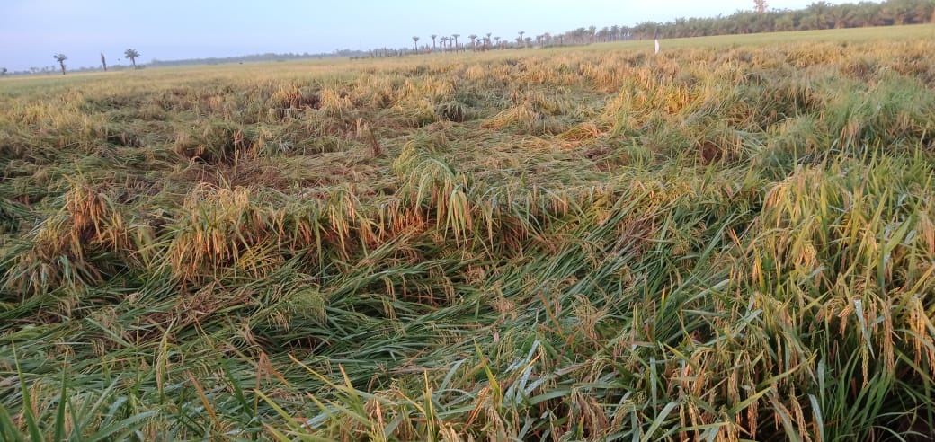 Dampak El Nino, 171 Hektare Sawah di Banten Kekeringan