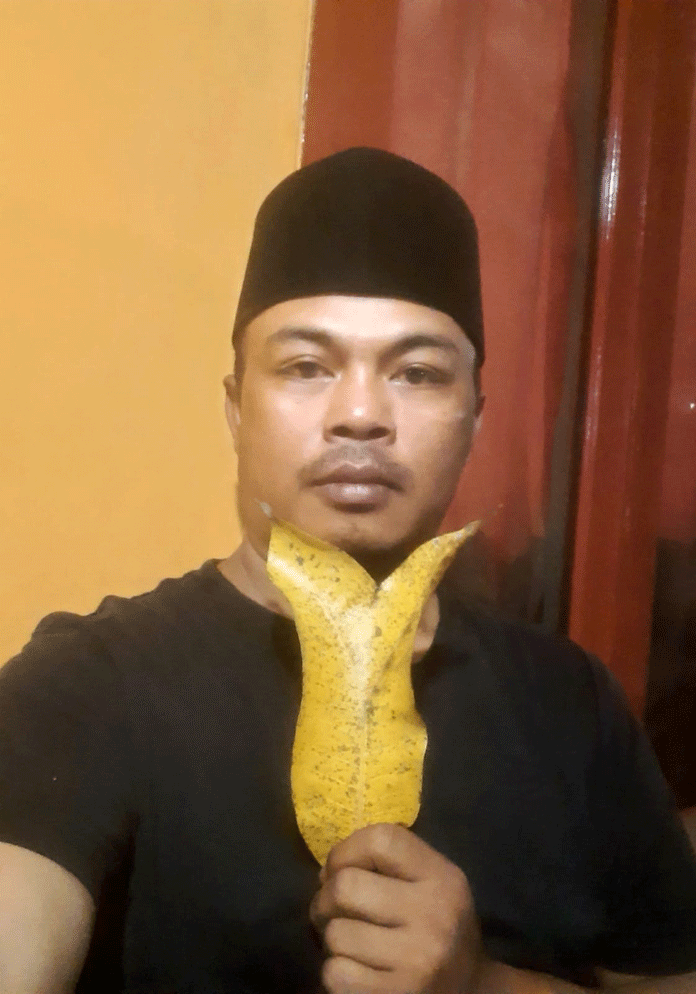 Daun Mangga Bercabang 2, Diyakini Berkhasiat