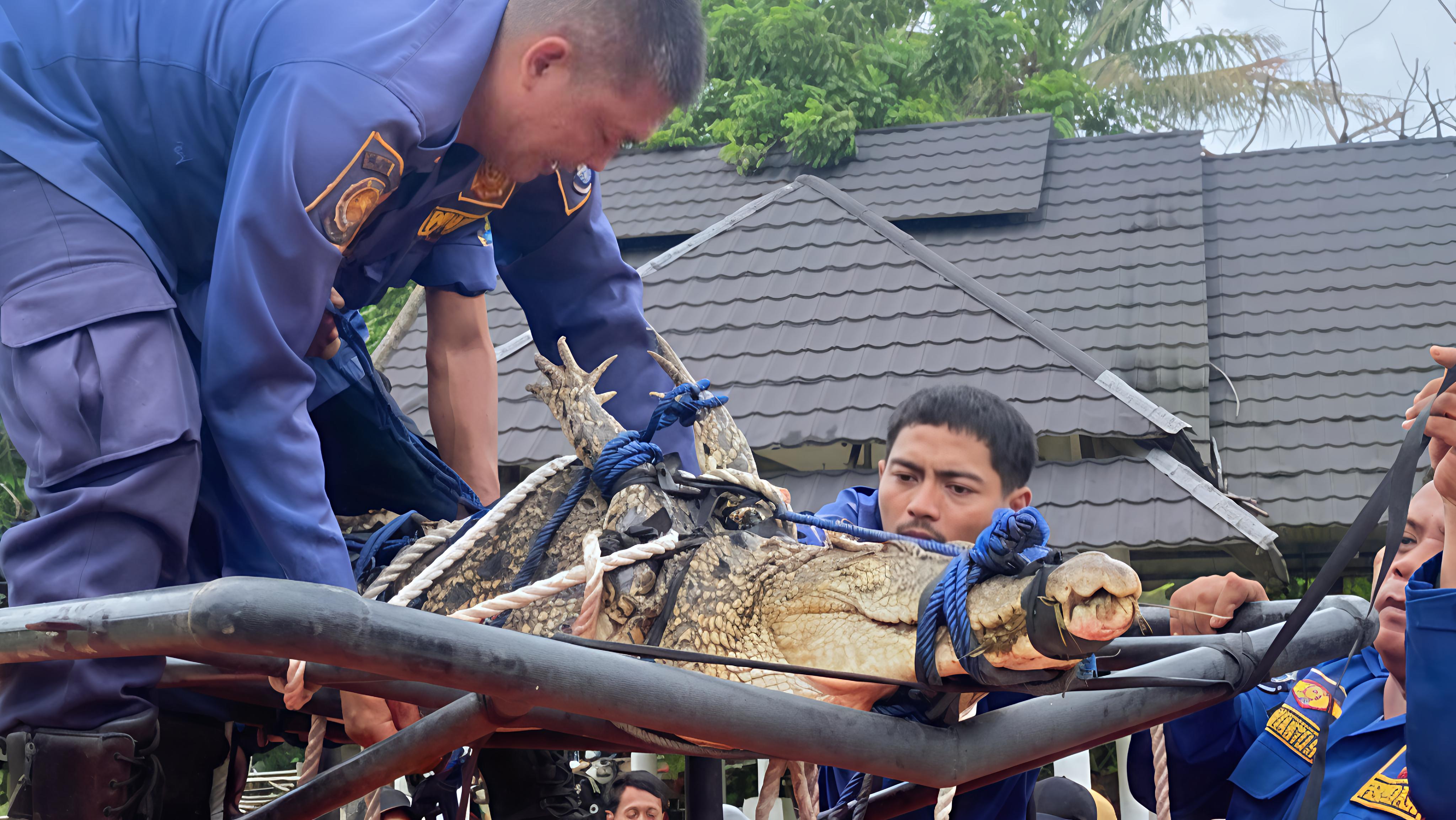 Buaya Besar Gigit Bocah 10 Tahun di Desa Kohod Tangerang, Lihat Ukurannya!