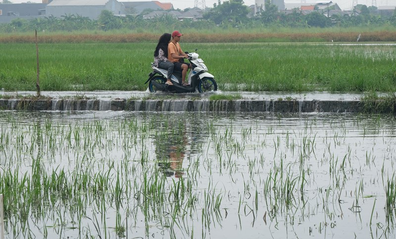 Genjot Lahan untuk Stop Impor Beras