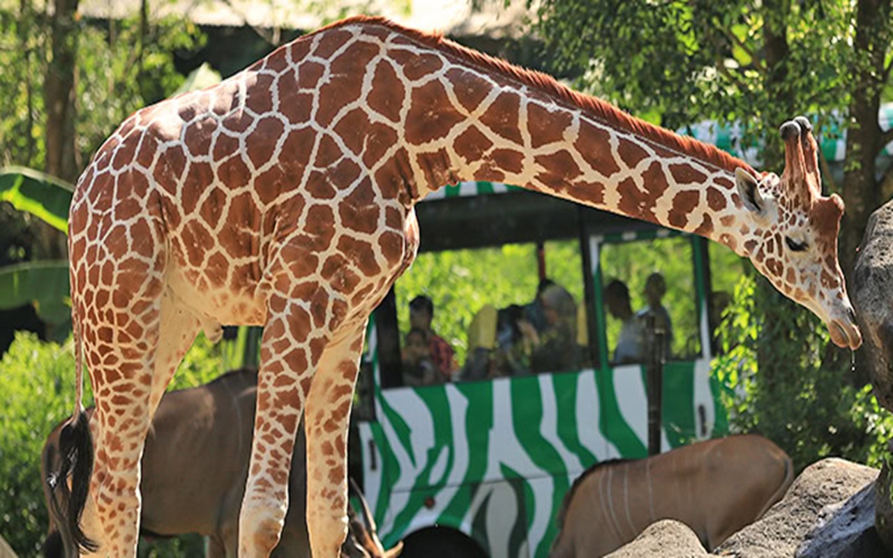 Viral Pengunjung Taman Safari Nekat Turun Beri Makan Jerapah, Netizen: Blacklist Orang Norak Gitu!