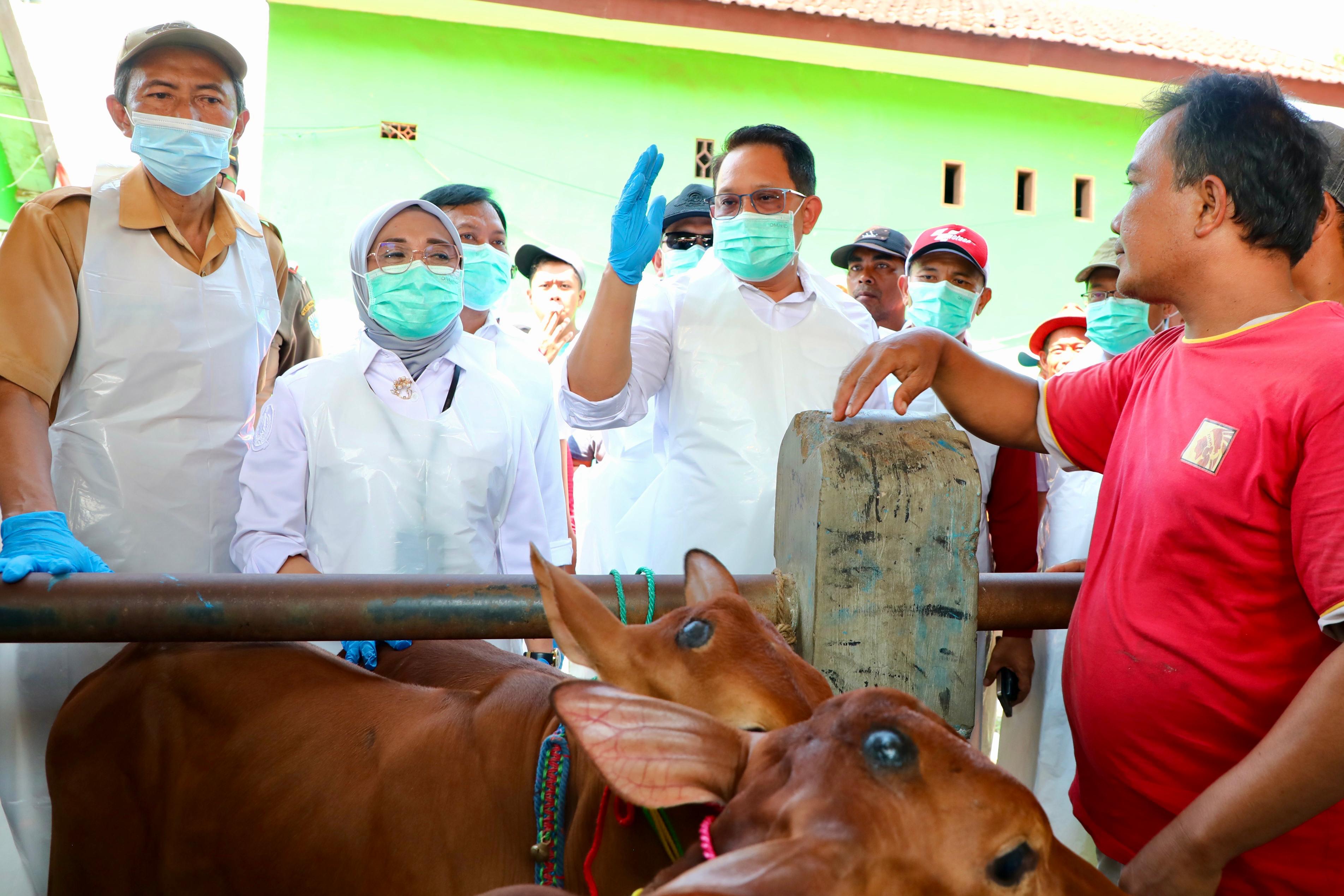 Virus PMK Terus Menyebar di Jatim, Infeksi 350 Ekor Ternak per Hari