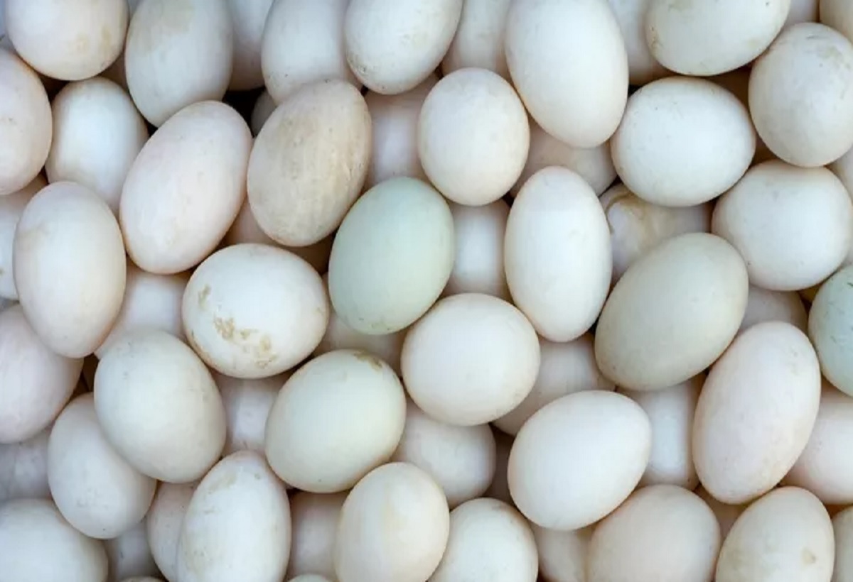 Pembeli Risih Mau Beli Telur Bebek Tapi Kotor, Dokter Beri Peringatan: Jangan Dibersihkan!