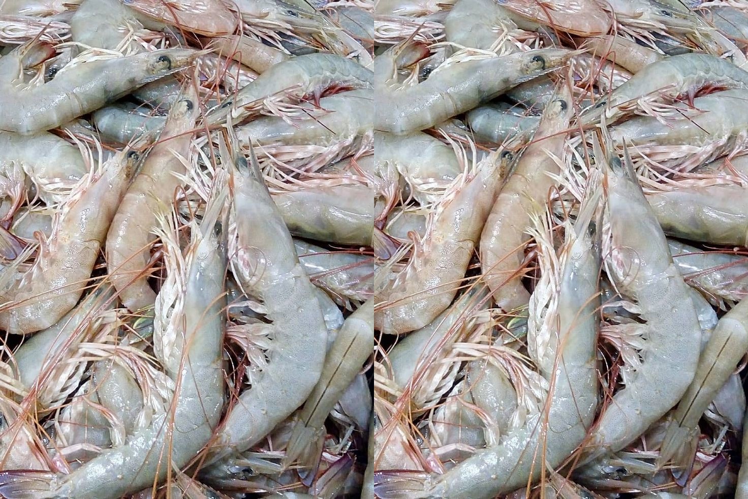 Ada Recall di Amerika, Pemerintah Siap Kawal dan Lindungi Industri Udang, 