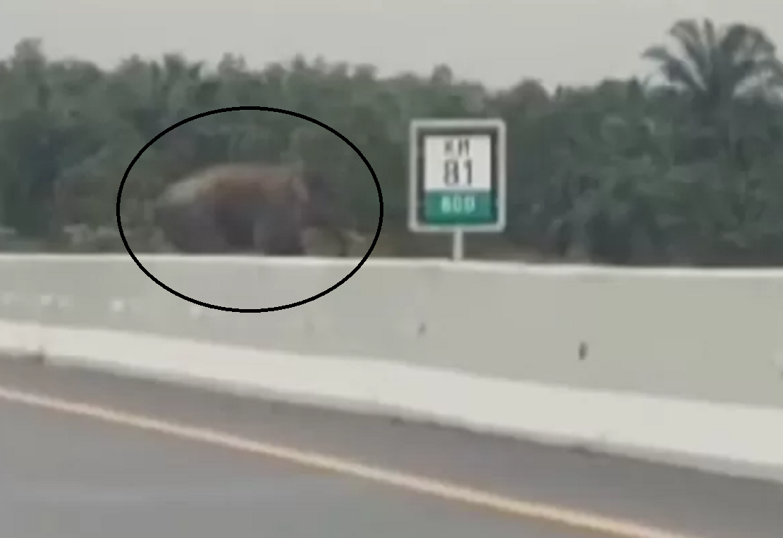 Video Viral Gajah Sumatera Nyeberang di Jalan Tol Pekanbaru-Dumai, Begini Penampakannya