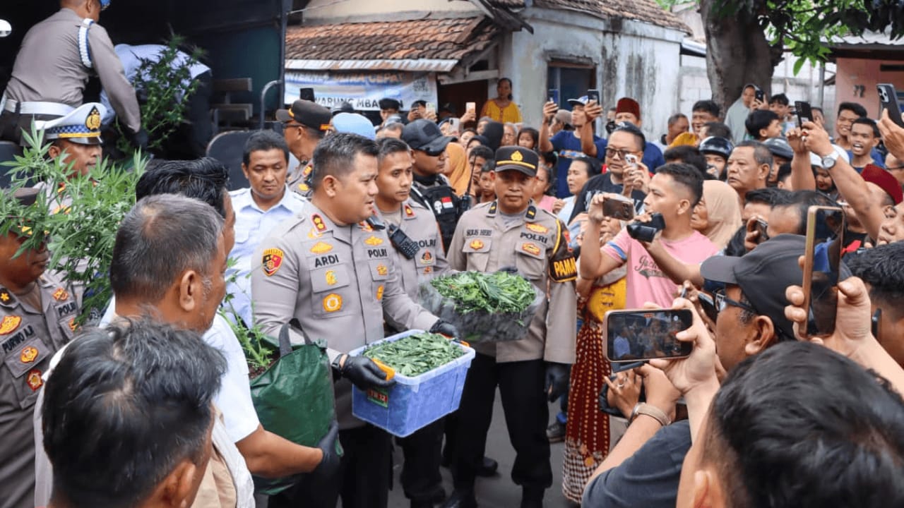 Budidaya Ganja di Jombang Dijual Jadi Rokok, Polisi Ungkap Harga hingga Rp13 Juta per Kg