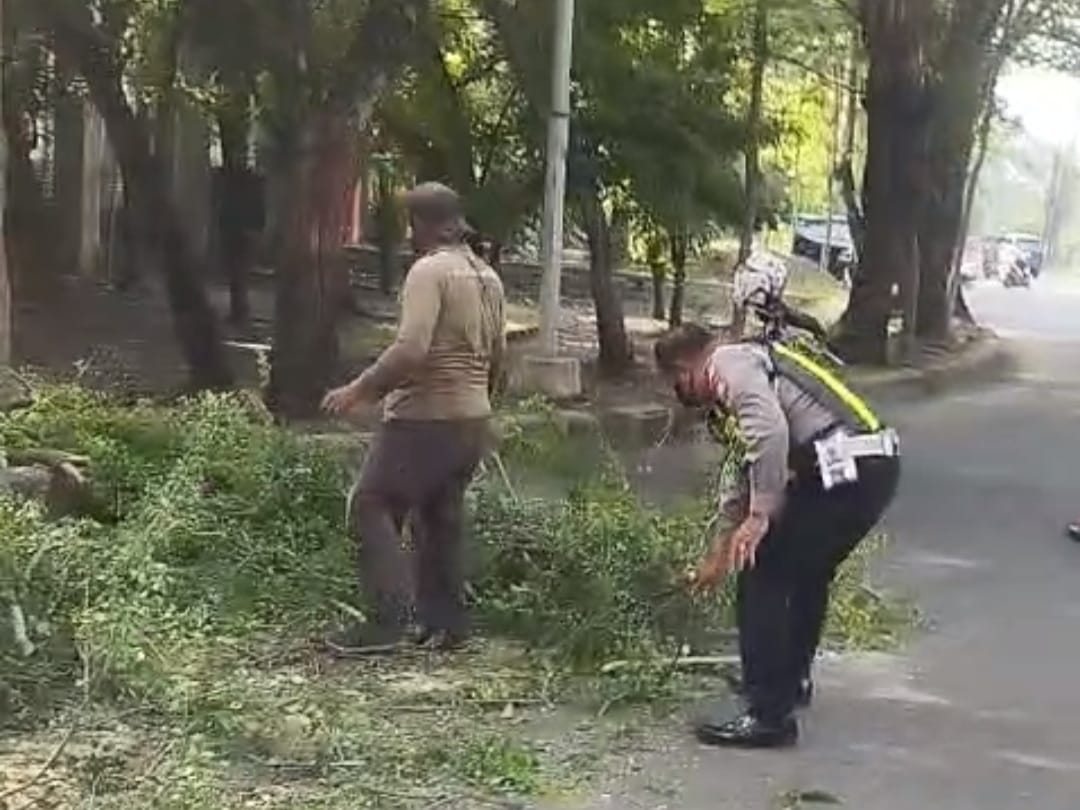 Pohon Tumbang di Depan Museum Mpu Tantular