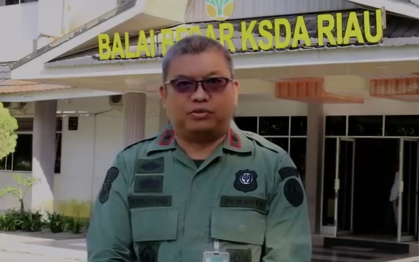 Heboh Tiga Harimau Sumatera Terlihat di Kebun Sawit Kampar