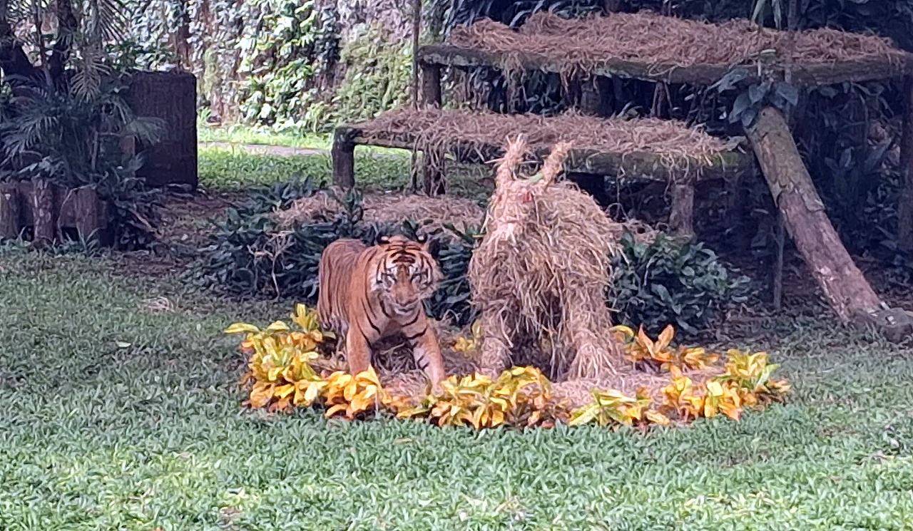 Di Balik Feeding Time Ragunan, Ini Kisah Perawat Harimau Sumatera