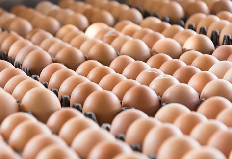 Harga Telur Ayam Terus Naik Tertinggi Rp 39 Ribu Terendah Rp 25 Ribu Per Kilogram