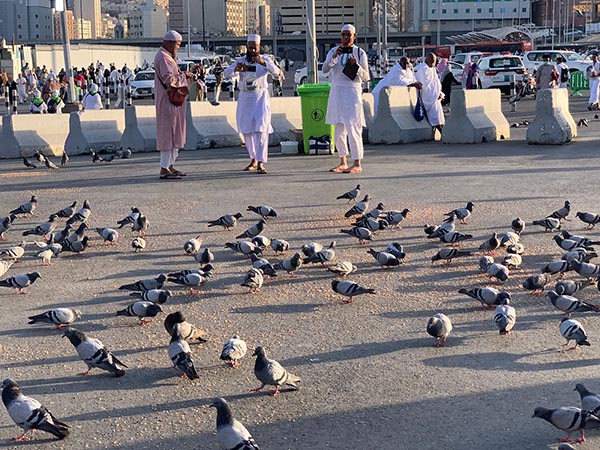 Kabar dari Tanah Suci (7): Jinak Merpati di Pelataran Masjidilharam